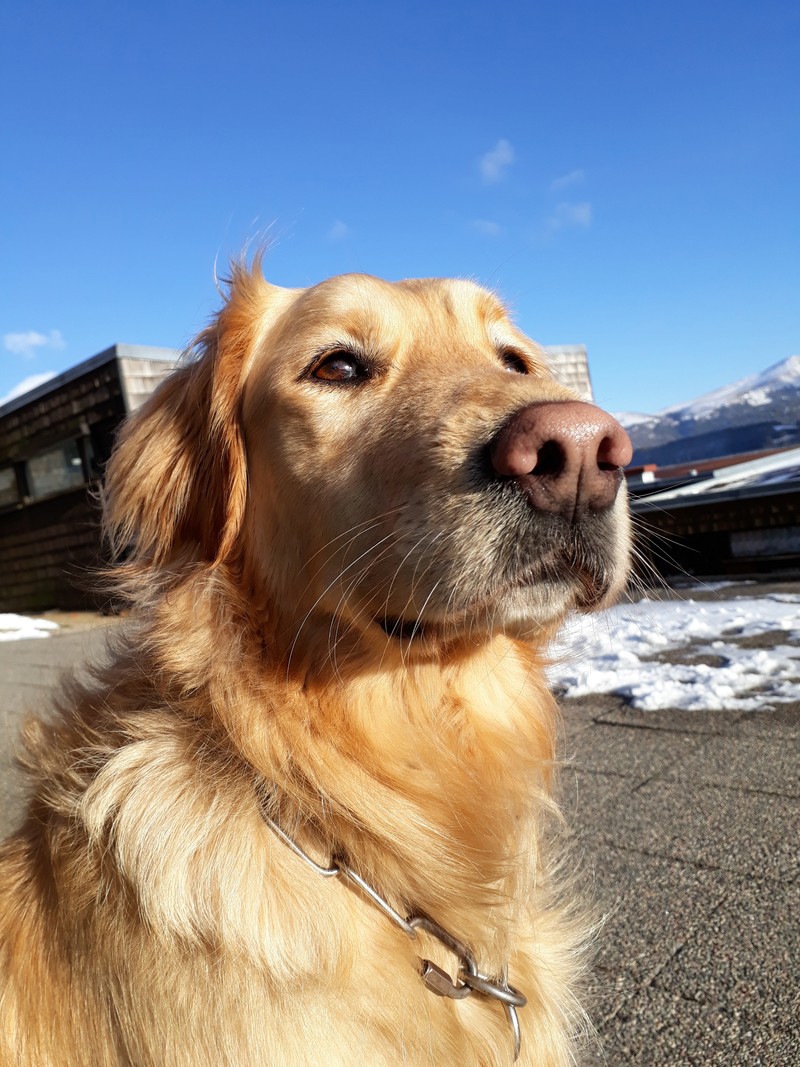 Problème avec la chienne 20180311