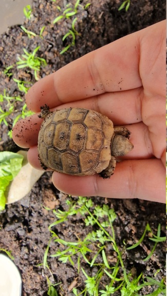 Aide à identifié tortue  20230410