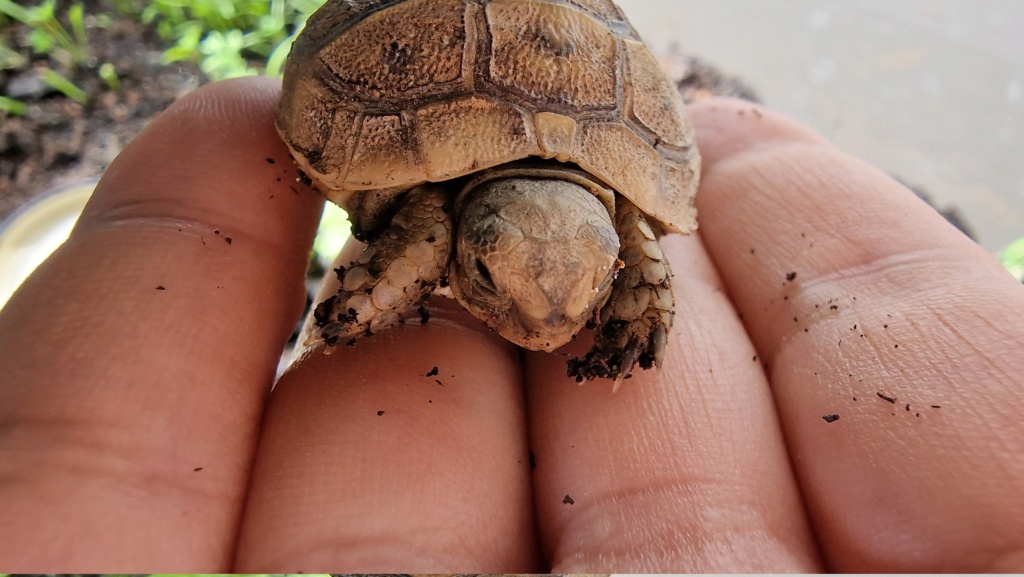 Aide à identifié tortue  20230411