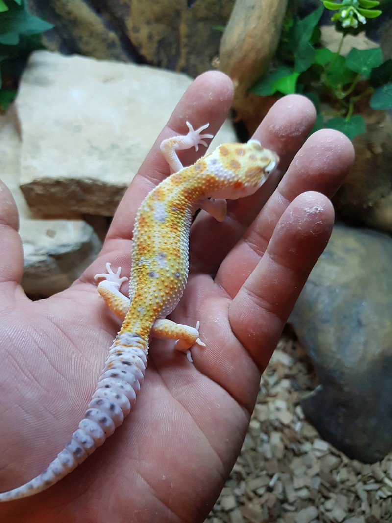 De quelle phase et mon gecko léopard  20180511