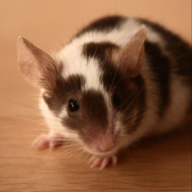 Hi! Need Mouse Advice! 15232510