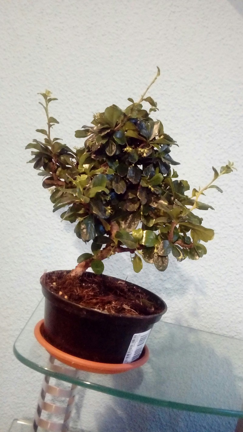 Mi primer bonsai 20180514