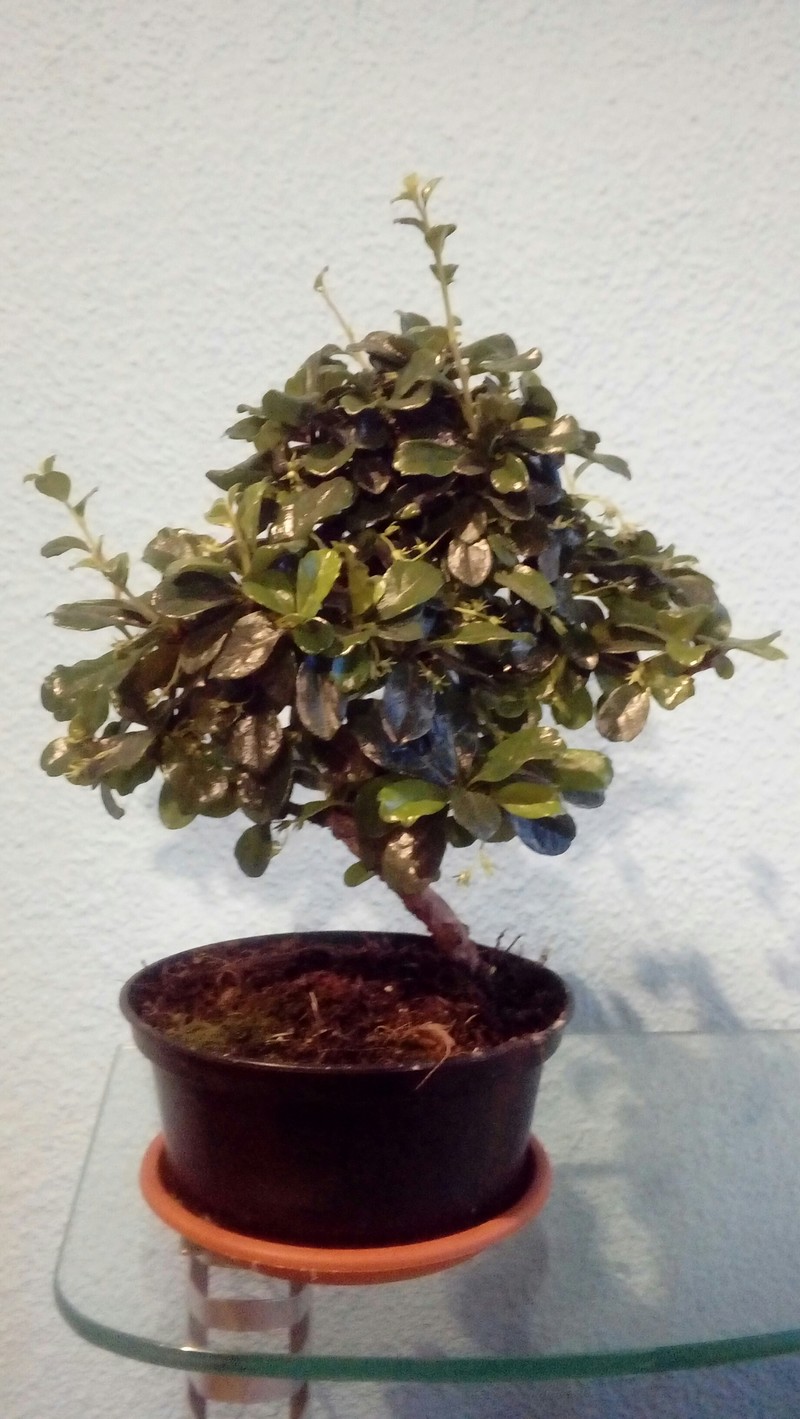 Mi primer bonsai 20180516