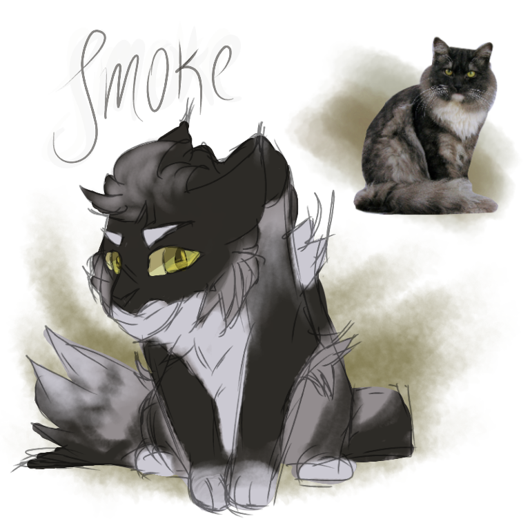 Smokekit of ShadowClan Smokem10