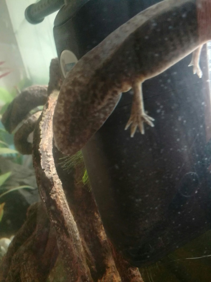 Recherche Aide identification du sexe de mes axolotl 20180621