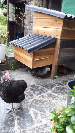 Mes trois poulettes.: Harco, Sussex et Coucou, leurs noms: on verra :-) - Page 4 20190714