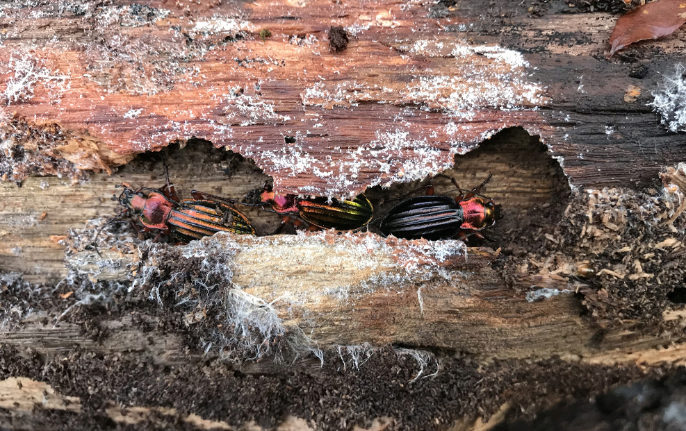 Carabus auronitens in vivo Robert10