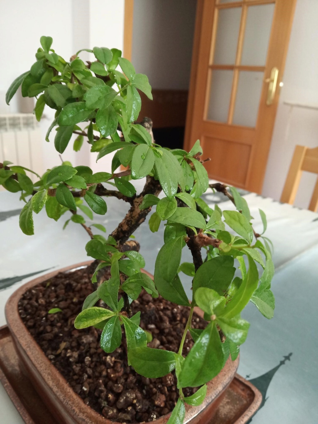 Me presento y plante alguna dudas - Bonsai Carmona 310