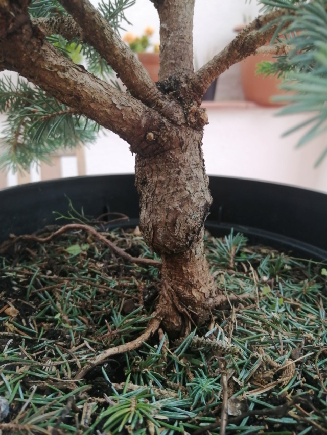 Picea glauca nueva Tronco14