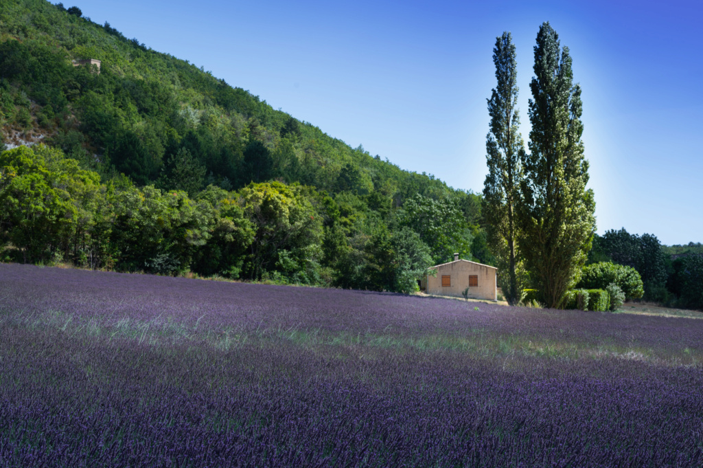 Champ de lavande _dsc3810