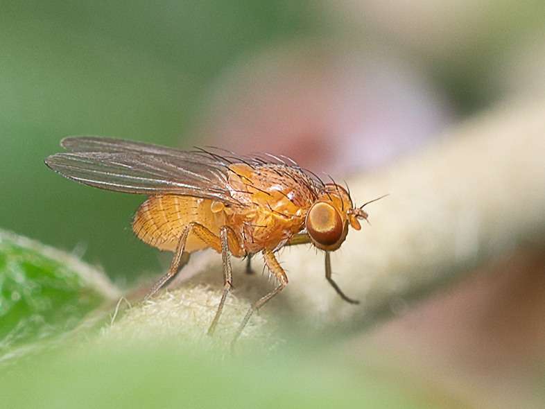 Drosophila melanogaster : une jolie mouche orange Drosop10