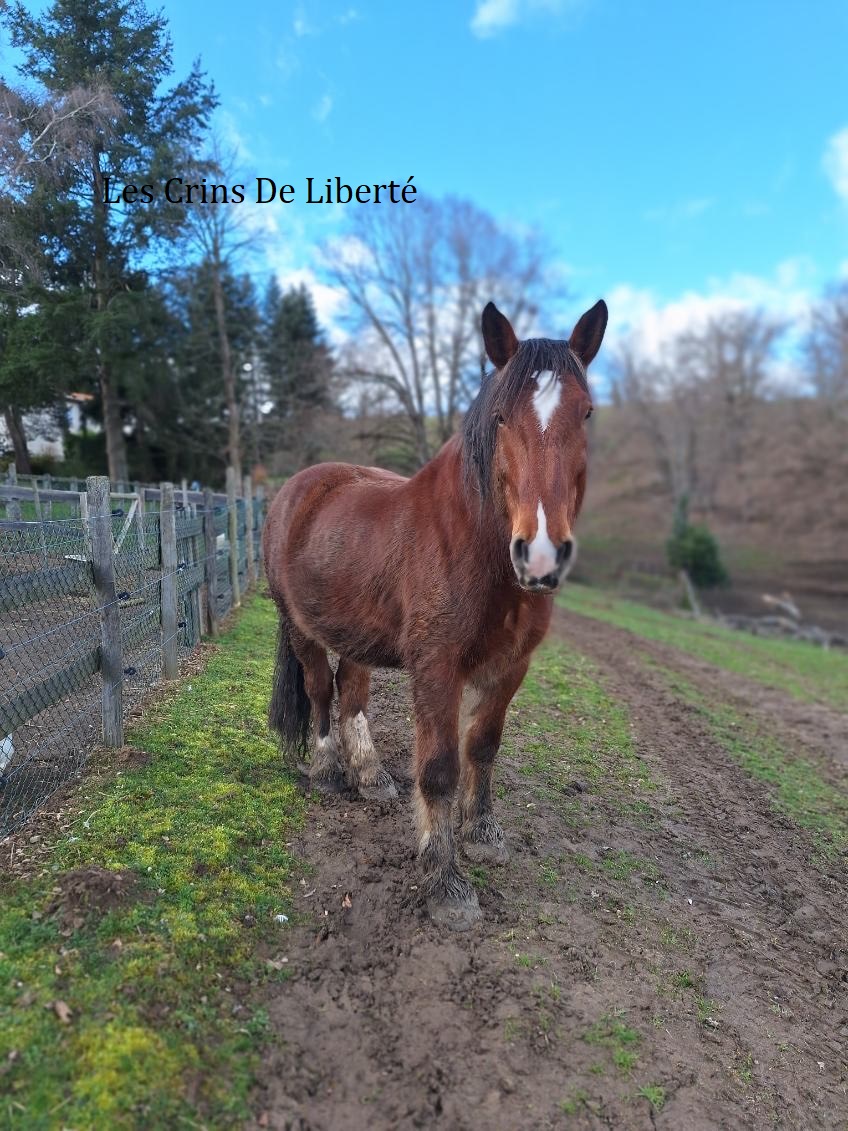  DPT 63- 13 ans- Beggar- trait comtois- Hongre- Juin 2024- CF Laura Image_14