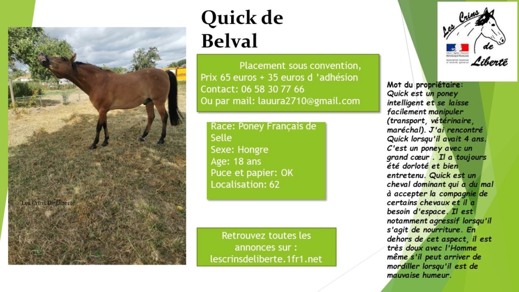 Quick de Belval - Poney de selle français - 18 ans - DPT 62- CF Laura  Img_7512