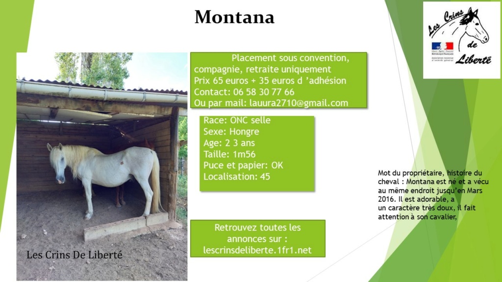 Dept 45) 23ans - Montana - ONC Selle-Hongre- CF Laura Pptc7014