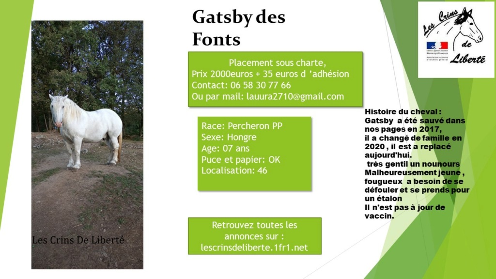  (Dept 46) 7 ans - Gatsby des Fonts  - Percheron PP - Mâle - Cf Laura  Pptc7018