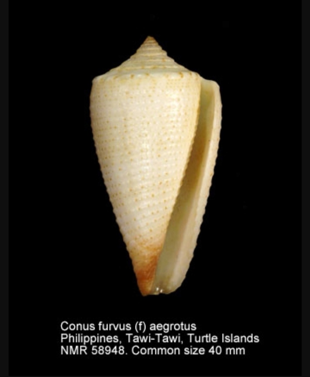Conus_(Calibanus)_furvus f.granifer (Reeve, 1843) Screen16