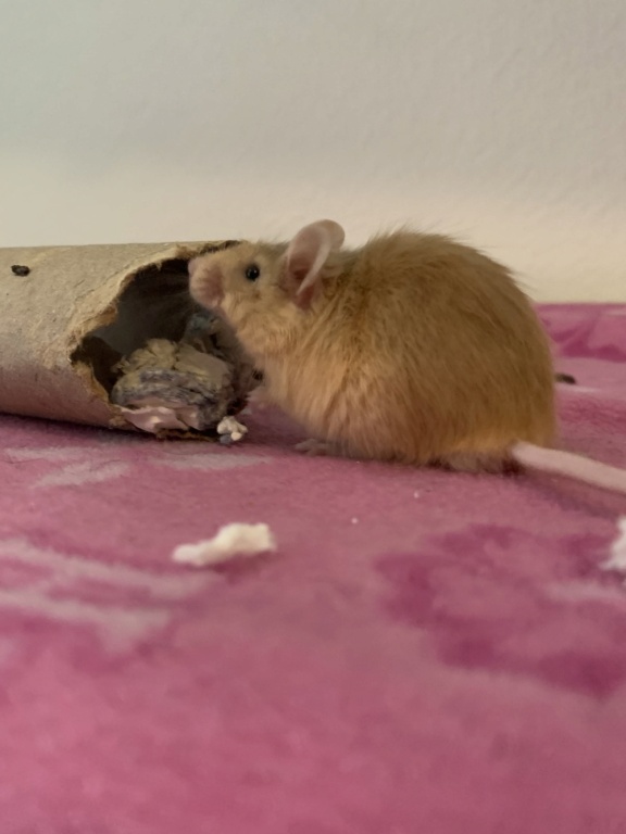 Male mouse looking for new family in Florida 4902fb10
