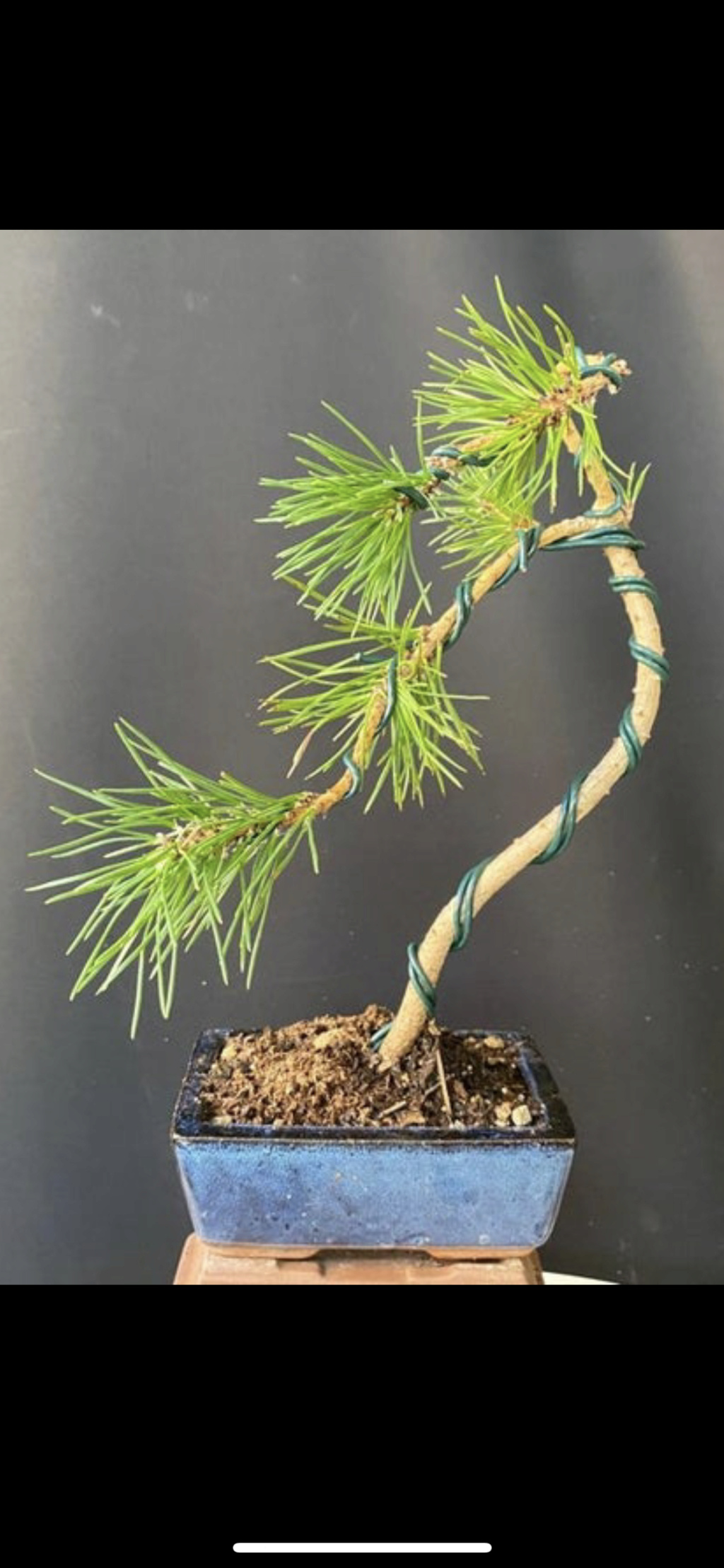 Consejos y recomendaciones para salvar un pino negro japonés Img_7110