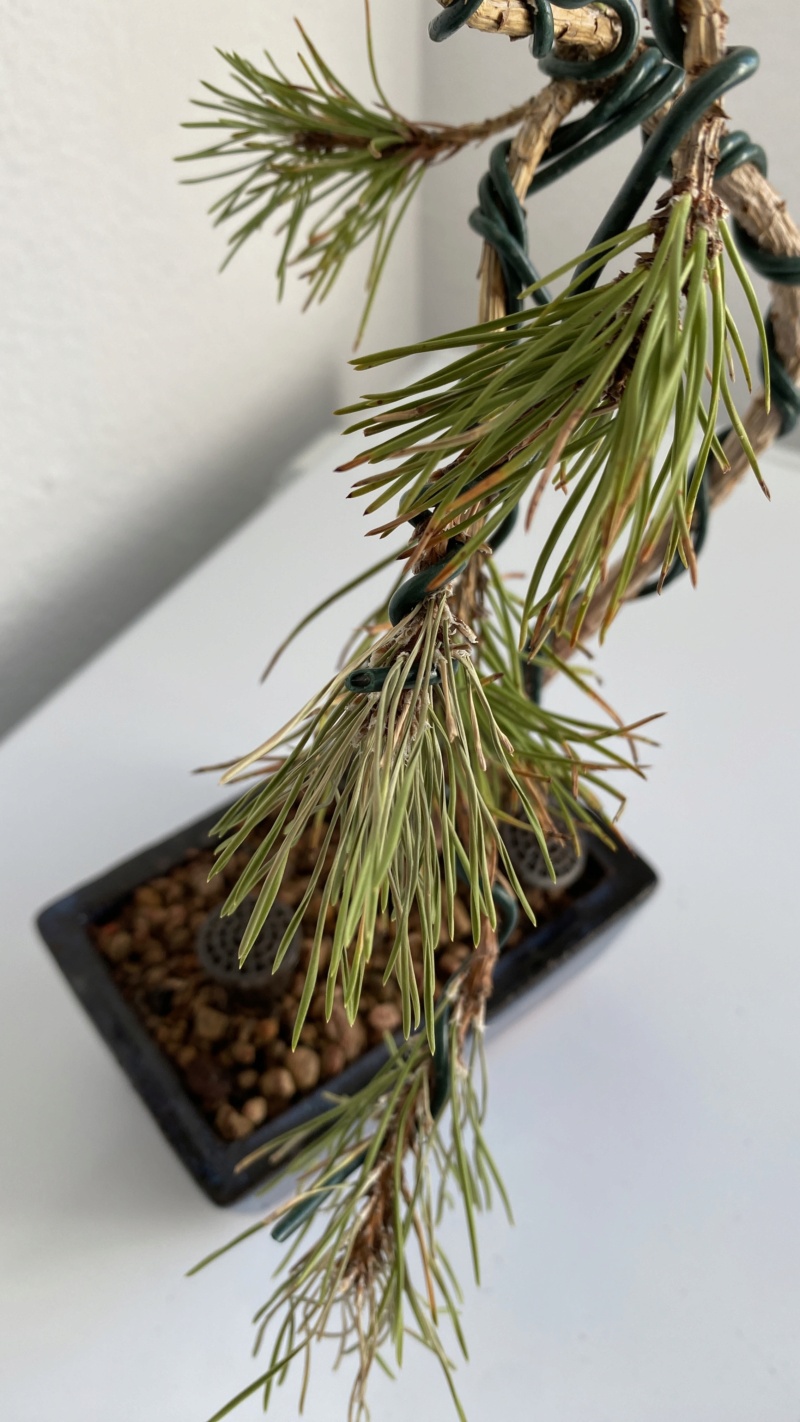 Consejos y recomendaciones para salvar un pino negro japonés Img_7112