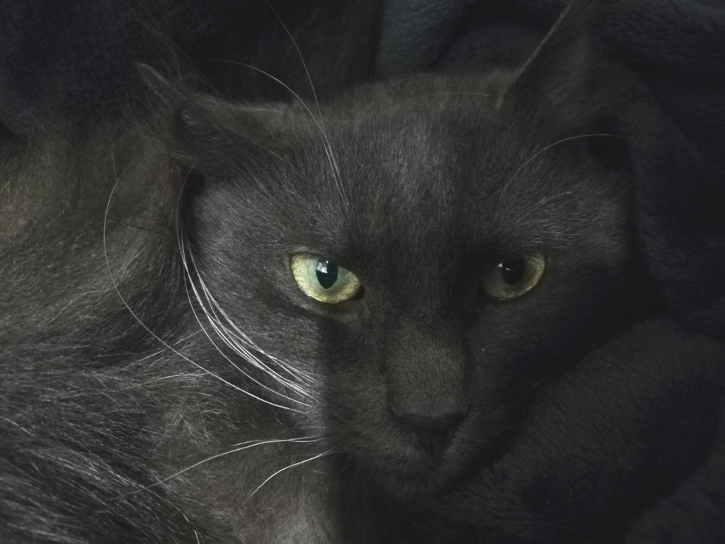 LOULOU (Gris) - FIV+ Img_2498