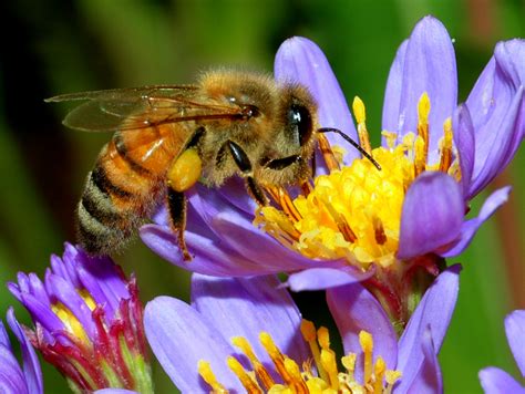 Aux grands mots, les grands remèdes : la ruche de la vie  570ff510