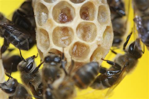 Aux grands mots, les grands remèdes : la ruche de la vie  C8965b10