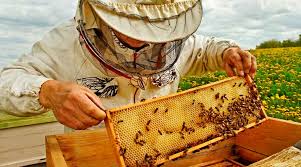 Aux grands mots, les grands remèdes : la ruche de la vie  Dcd50110
