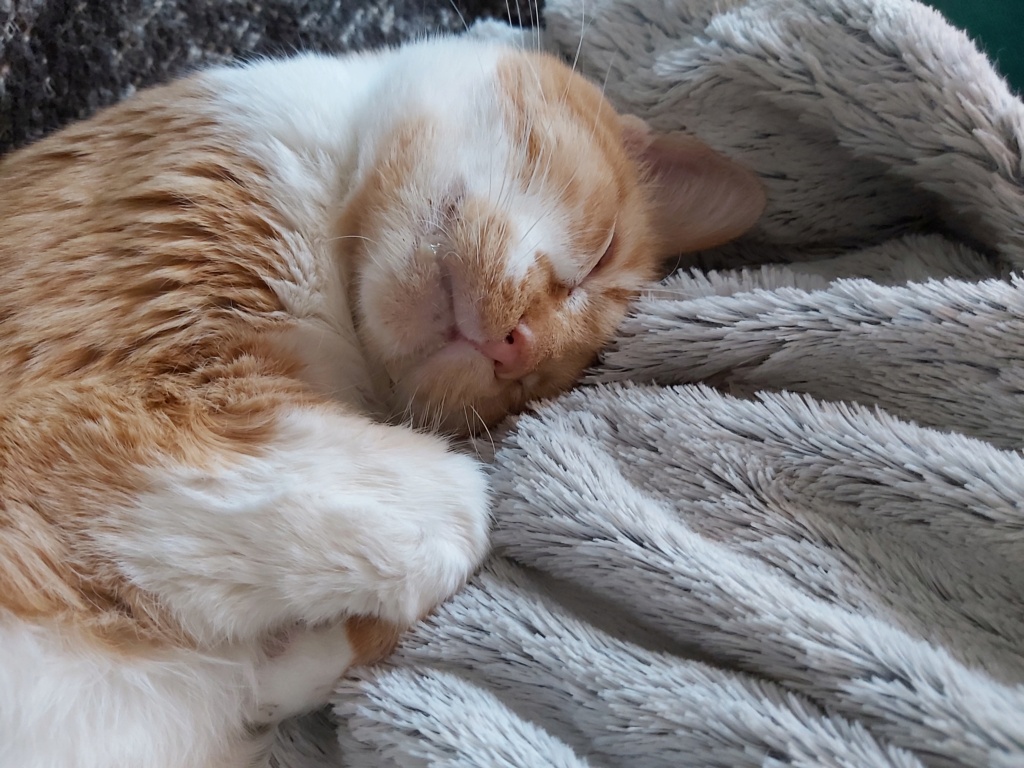 ABRICOT - chat mâle, né environ en mai 2018 - REMEMBER ME LAND - En FA chez Joan (42) - adopté par Emma (42) - DECEDE - Page 5 20220410