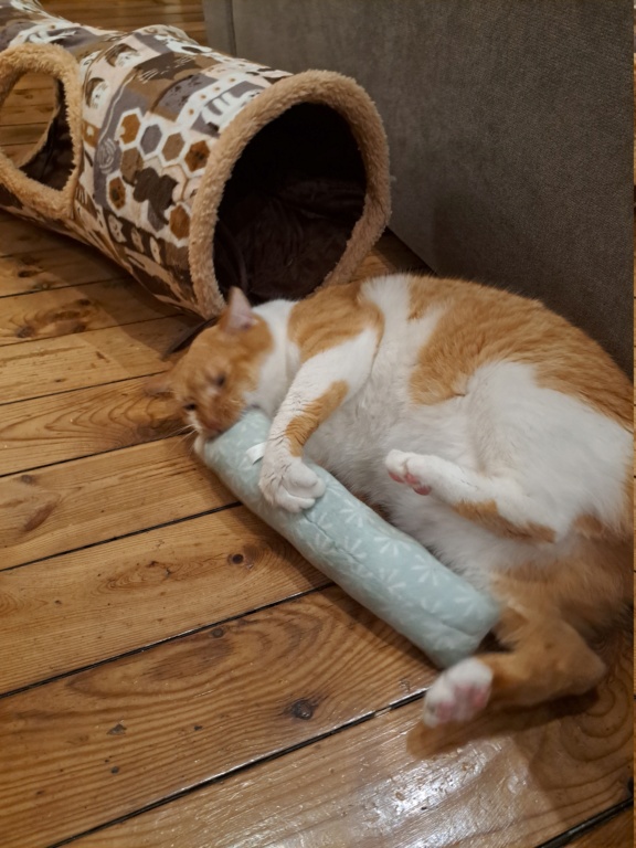ABRICOT - chat mâle, né environ en mai 2018 - REMEMBER ME LAND - En FA chez Joan (42) - adopté par Emma (42) - DECEDE - Page 6 20221110