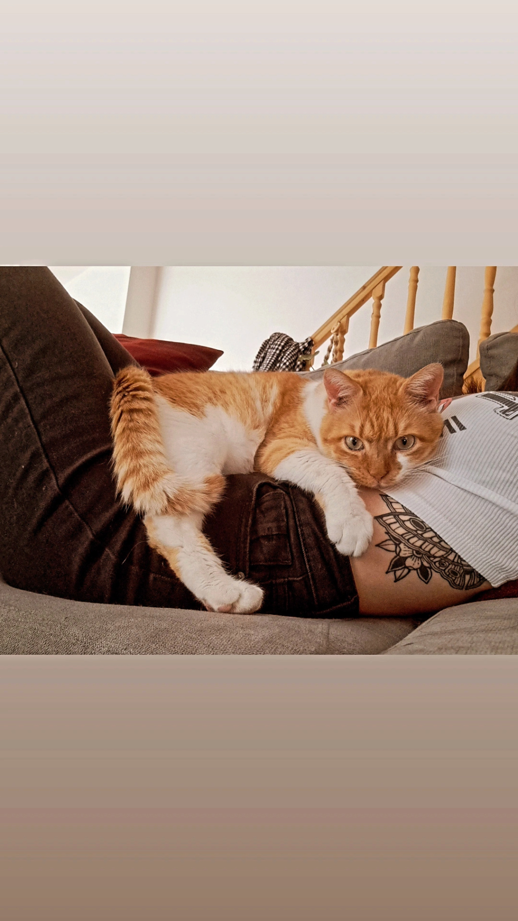 ABRICOT - chat mâle, né environ en mai 2018 - REMEMBER ME LAND - En FA chez Joan (42) - adopté par Emma (42) - DECEDE - Page 6 Img_2016