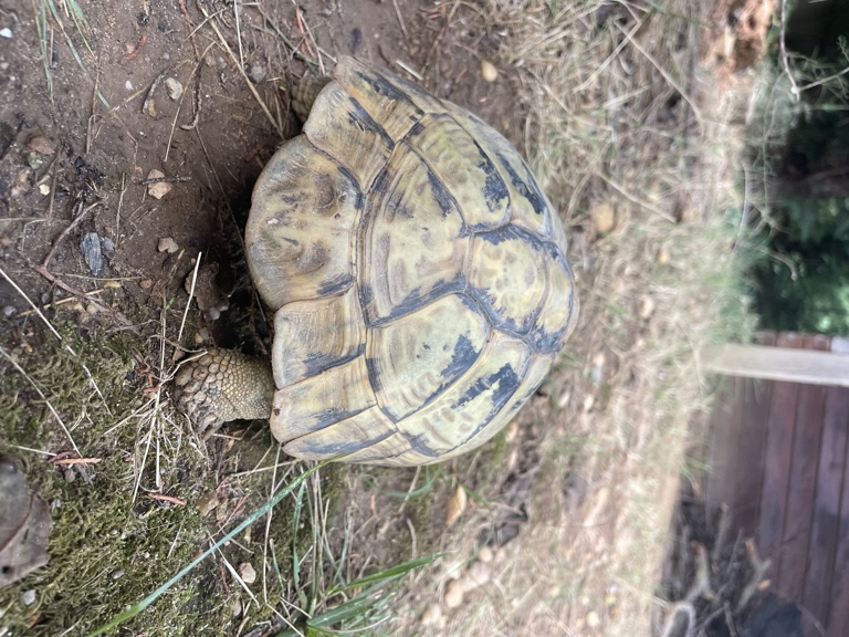 Identification tortue femelle  Img_7518