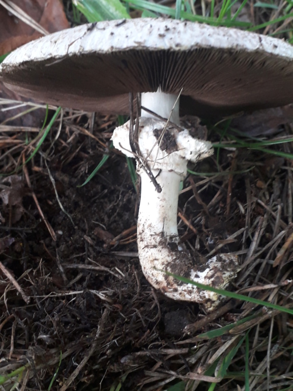 Agaricus sp 20221118