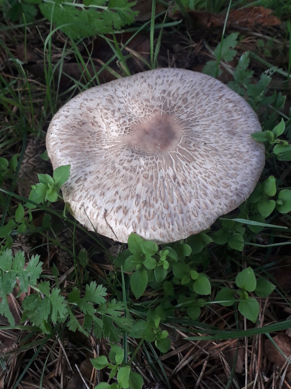 Agaricus sp 20221120