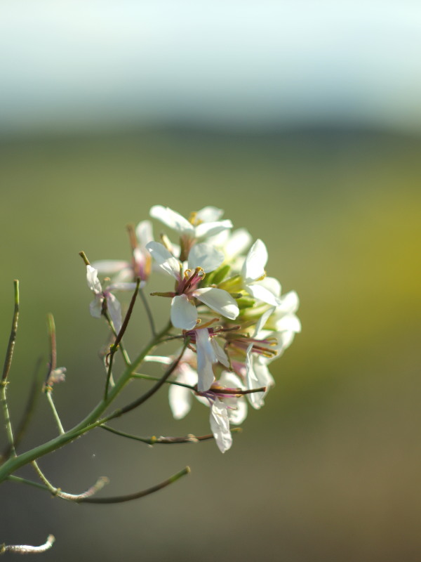 Diplotaxis o Arabidopsis 00018