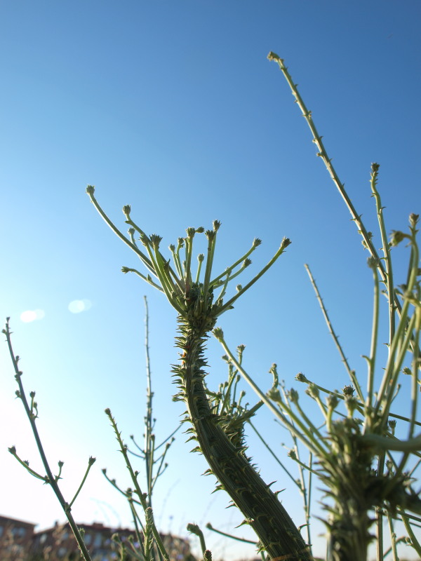 Mutación de Cichorium Intybus 0014