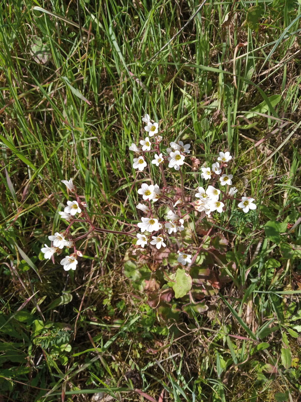 Florecillas blancas. 051