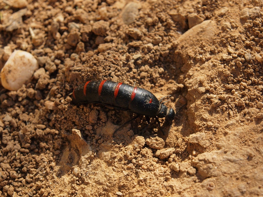 Rincón Entomológico - Página 11 Berber10