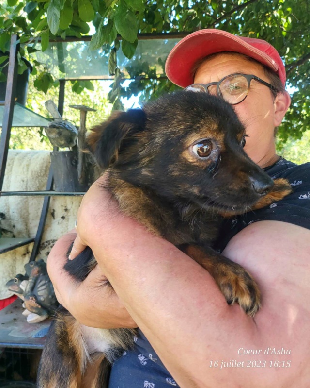 PYOU-Male -née vers 2015- taille petite adulte 5kg-au refuge /adopté reservé 310