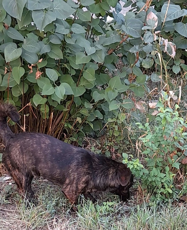 POOKIE -male né vers 2020 -petite taille 5/7 kg/reservé adopté 37294910