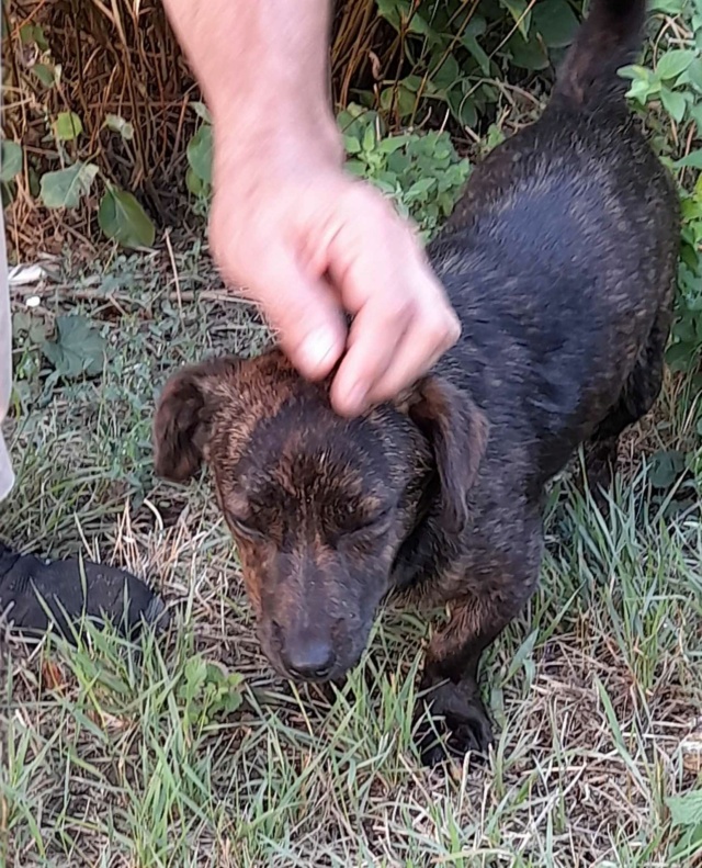 POOKIE -male né vers 2020 -petite taille 5/7 kg/reservé adopté 37811510