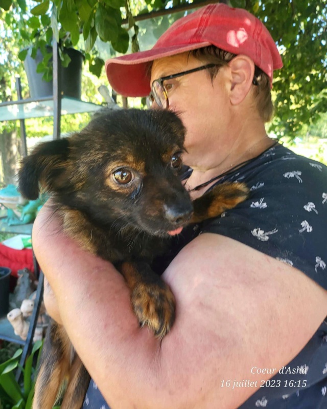 PYOU-Male -née vers 2015- taille petite adulte 5kg-au refuge /adopté reservé 910