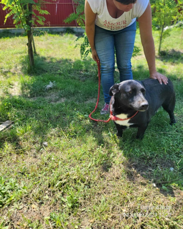 TONKA/Male / né vers 2018/taille moyenne / T1010