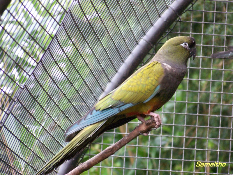 La perruche de Patagonie (Cyanoliseus patagonus) 101_0310