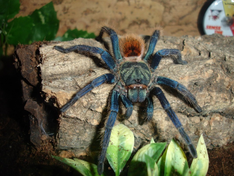 Chromatopelma cyanopubescens Dsc03014