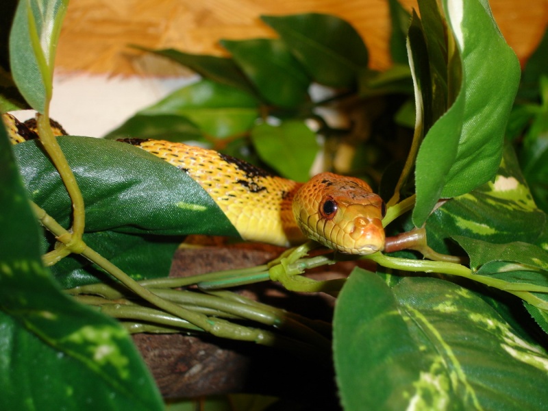 Pituophis deppei jani Dsc03214