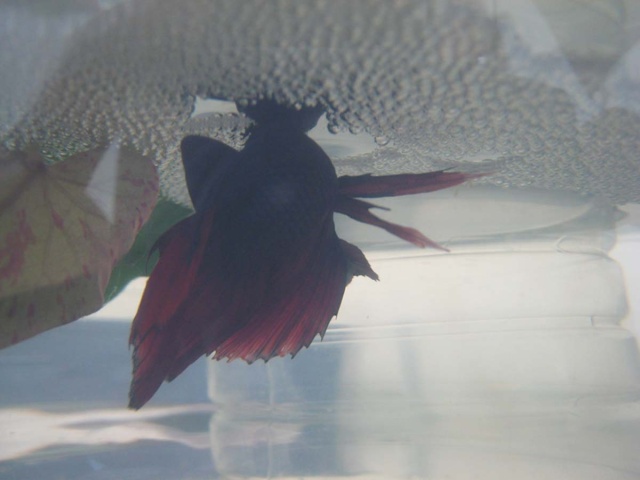 Reproduction de Betta splendens Img_1912