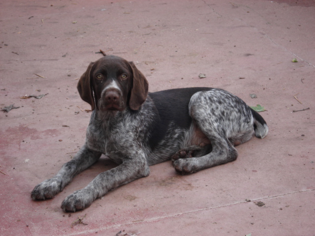 Chiot braque allemand Dsc01914