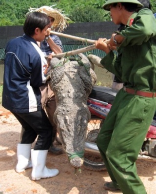 Des centaines de crocodiles s'échappent d'un élevage au Viêt 2007-110