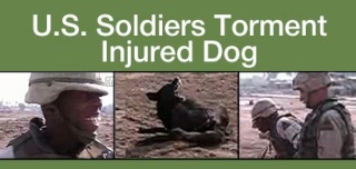 DES SOLDATS AMERICAINS TUANT UN PAUVRE CHIEN EN IRAQ 410-us10