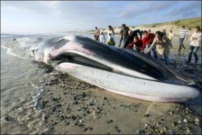 Baleine échouée sur une plage de Bretagne 39643710